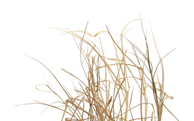 Dry, withered grass isolated on white background with clipping path