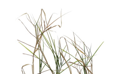 Dry, withered grass isolated on white background with clipping path