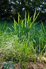 green grass in the sun