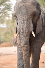 Fototapeta na wymiar Elephant in Kibwezi Forest