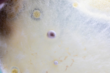 Backgrounds of Characteristics and Different shaped Colony of Bacteria and Mold growing on agar plates from Soil samples for education in Microbiology laboratory.