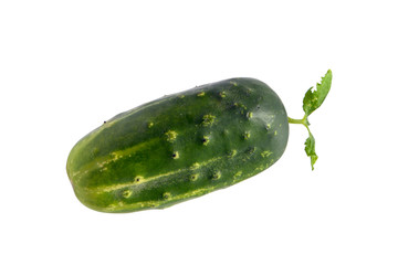 Cucumber with leaf