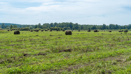 Fototapeta na wymiar bales of hay in field