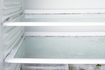 mold fungus in the freezer