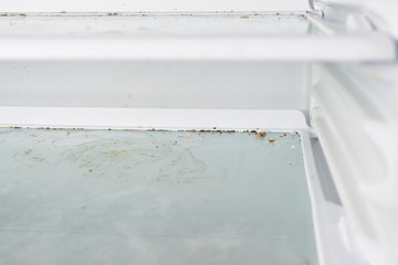 mold fungus in the freezer