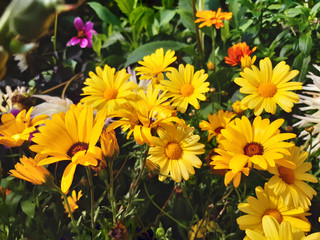 Fototapeta premium Yellow Echinacea flowers blooming in garden beds.
