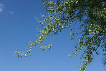 nature