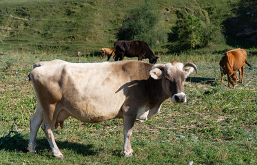 Fototapeta na wymiar Cow grazing on the grass in the mountains