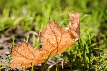 Fallen maple leaf in the park on the grass close-up.