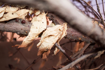 Autumn tree leaves abstract texture.