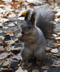 Naklejka na ściany i meble Wild beautiful squirrel on autumn background.