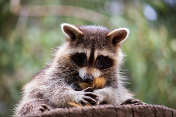  Portrait of young common raccoon