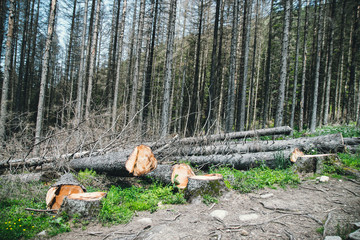 Ecological catastrophy. Illegal deforestation and further environmental problems of the planet