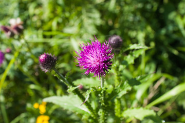 the prickly flowers of Thistle (Carduus), selective focus