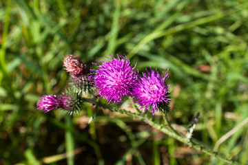 the prickly flowers of Thistle (Carduus), selective focus