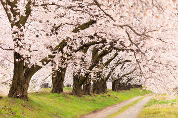 cherry tree in bloom and road