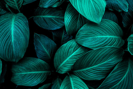 leaves of Spathiphyllum cannifolium, abstract green texture, nature background, tropical leaf © Nabodin