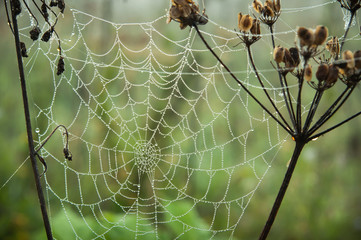 A spiderweb between two plants early in the morning. Drops of dew on a web on a green background