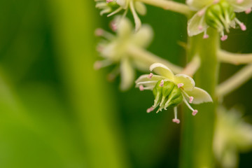 Grüne Kermesbeere mit weißen Blüten beim Blühen