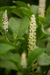 Grüne Kermesbeere mit weißen Blüten beim Blühen