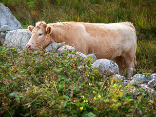 Brown cow in a field trying to reach fresh green bush leafs.
