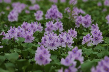 本薬師寺跡のホテイアオイ