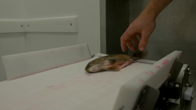 Medium close-up static shot of a man placing Saibling Char fish on a conveyor belt