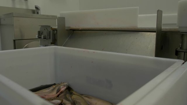 Medium close-up static shot Saibling Char fish falling from a conveyor belt into a white container