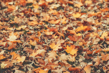 Fallen leaves on the ground in autumn. Seasonal moody background in dark tones. Shallow depth of field