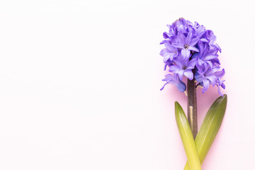 Flowers composition with hyacinths. Spring flowers on color background. Easter concept. Flat lay, top view.