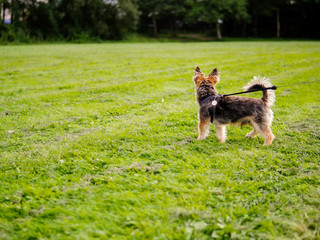 Cute Yorkshire Terrier on a leash in a green grass field, Looking away from the viewer.