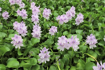 本薬師寺跡のホテイアオイ