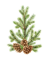 Watercolor vector green spruce arrangement with cones, Christmas tree.