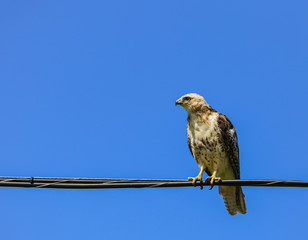 Young Cooper's Hawk perched on a power line against a brilliant blue sky.