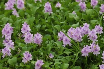 本薬師寺跡のホテイアオイ