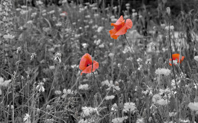 Three red poppies in the meadow
