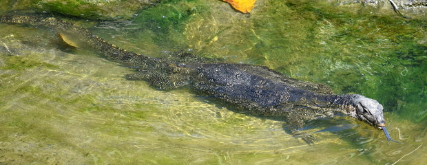 Large monitor lizard swimming in a stream