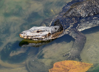 Head of a monitor lizard standing in a stream