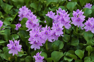 本薬師寺跡のホテイアオイ