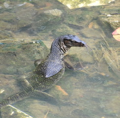 Monitor lizard standing in a stream looking back