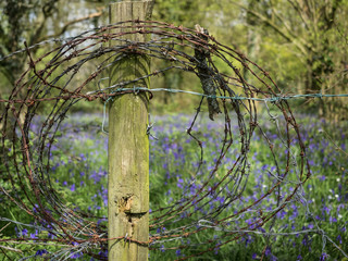 A coil of rusty barbed wire on a fence post with bluebells in the background