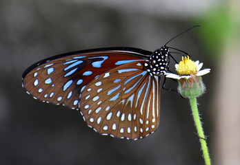 Brightly colored butterfly perched on a flower feeding