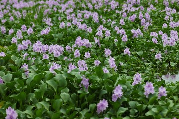 本薬師寺跡のホテイアオイ