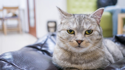 Portrait of grey lazy cat resting and looking around at modern cat cafe