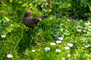 female european blackbird in the yard between grass and little daisies