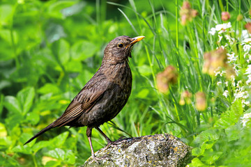 european female blackbird standing on a rock in the garden