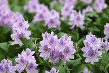 本薬師寺跡のホテイアオイ