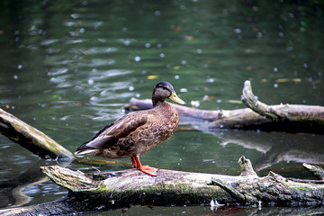 female mallard duck standing on a tree trunk at lake Ammersee