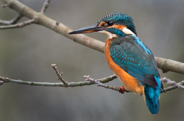 Eisvogel ( Alcedo atthis) auf Ast
