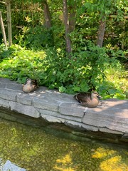 ducks in the park
